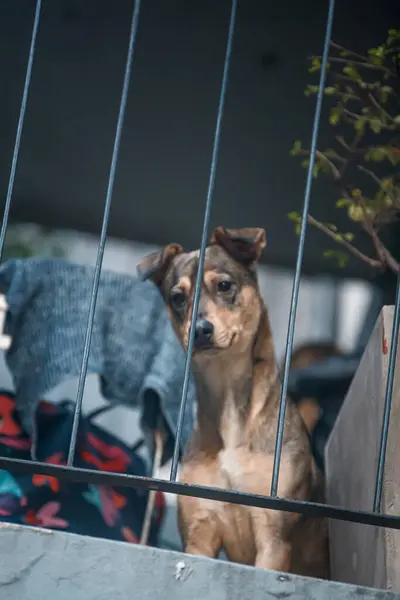 Schattig Hondje Het Balkon — Stockfoto