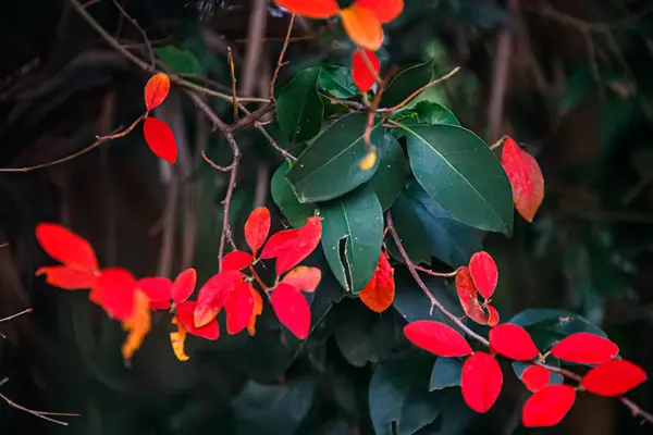 Uma Planta Vermelha Com Folhas Verdes Flores Vermelhas — Fotografia de Stock
