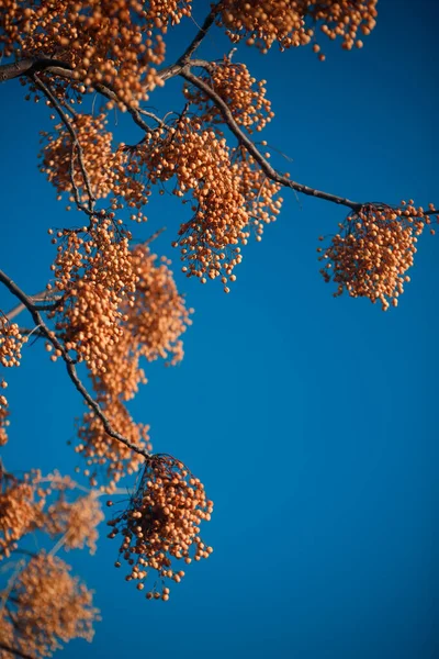 Дерево Букетом Маленьких Цветов — стоковое фото