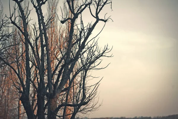 Дерево Листьев Фоне Оранжевого Неба — стоковое фото