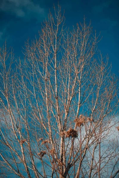 一棵没有叶子和蓝天的光秃秃的树 — 图库照片