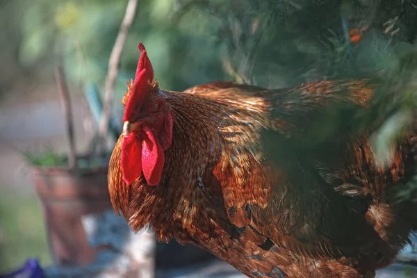 Red Rooster Garden — Stock Photo, Image