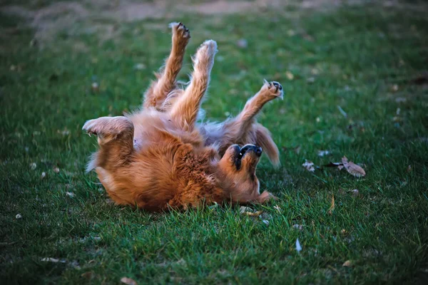 Hund Spielt Auf Dem Rasen — Stockfoto