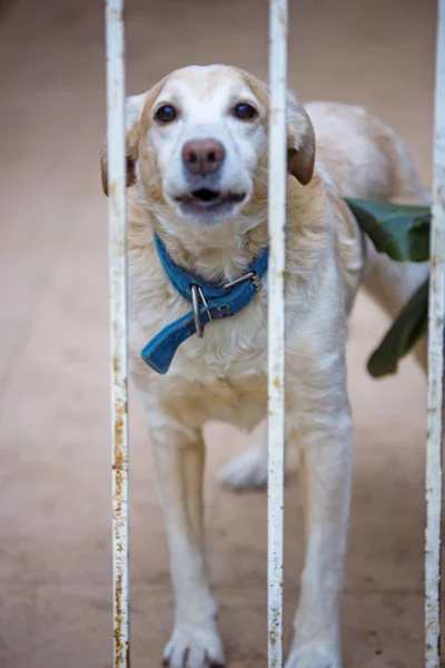 Ein Hund Käfig — Stockfoto