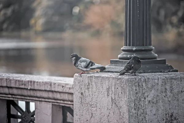 Köprüde Güvercinler — Stok fotoğraf