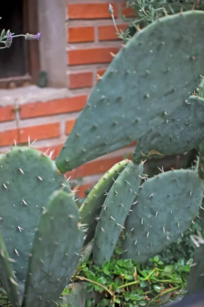 Cactus Jardín —  Fotos de Stock