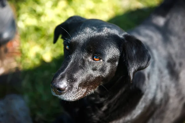 Sarı gözlü siyah bir köpek.