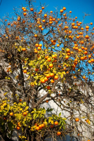 Дерево Апельсинами Ростуть Гілках — стокове фото