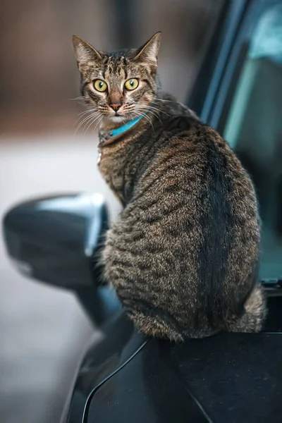 a cat sitting on the hood of a car