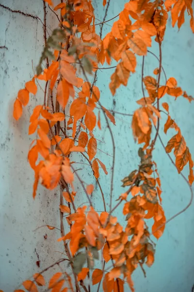 Eine Pflanze Mit Orangefarbenen Blättern Vor Einer Blauen Wand — Stockfoto