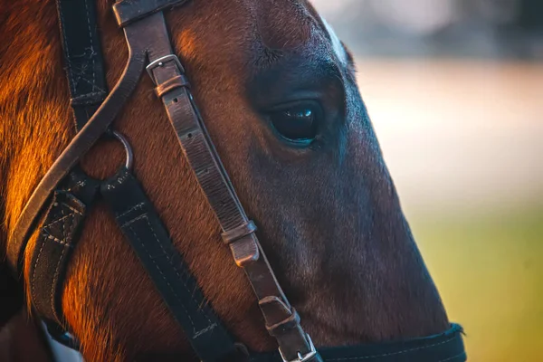 a horse with a bridle on it\'s head