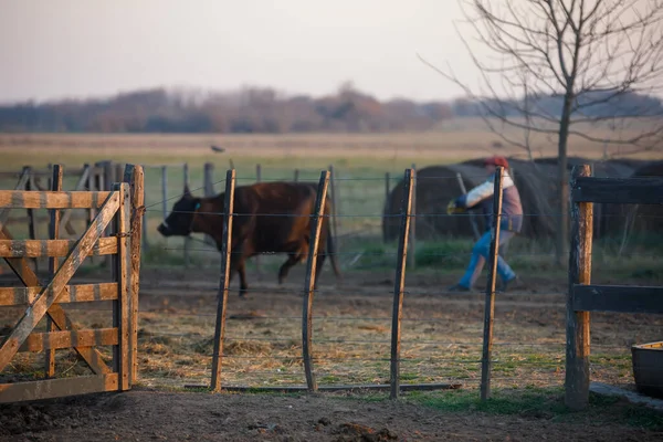 Farmer Working Farm Cows — Stock Photo, Image