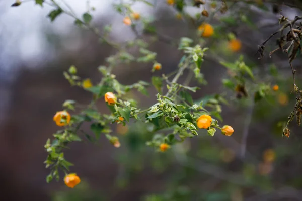 Gelbe Blüten Auf Einem Ast — Stockfoto