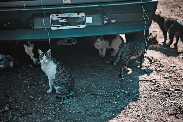 Кошки Сидят Машиной Улице — стоковое фото