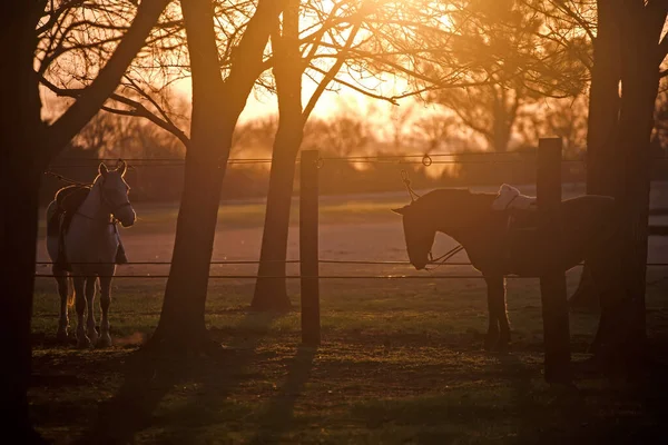 Paarden Grazen Tijdens Prachtige Oranje Zonsondergang — Stockfoto