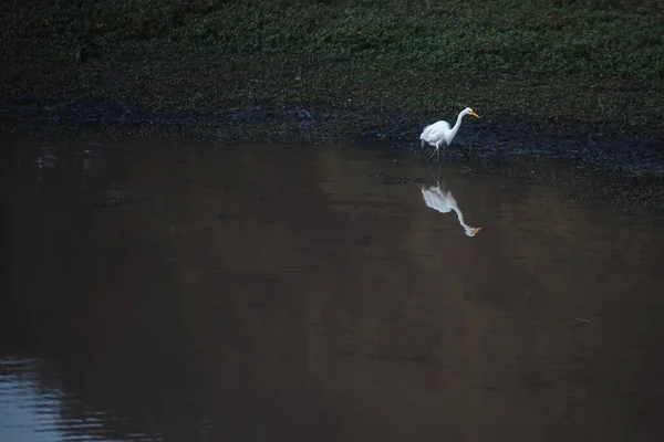 水中的白鹭 — 图库照片