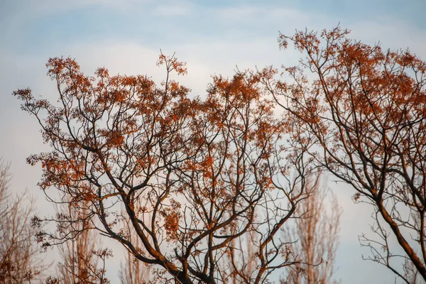 Φθινοπωρινό Τοπίο Δέντρα Και Φύλλα — Φωτογραφία Αρχείου
