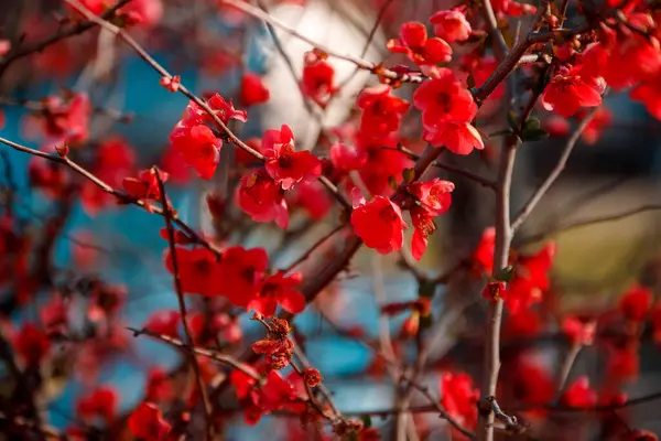 Bahçedeki Kırmızı Çiçekler — Stok fotoğraf