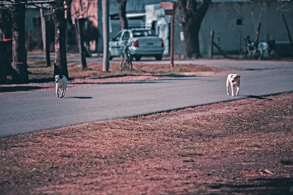 Собаки Улице — стоковое фото
