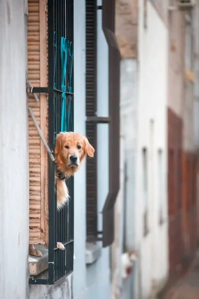 a dog looking out of a window in a building