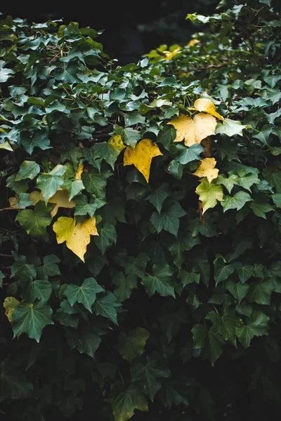 Arbusto Folhas Verdes Com Folhas Amarelas — Fotografia de Stock