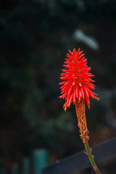 Eine Rote Blume Mit Verschwommenem Hintergrund — Stockfoto