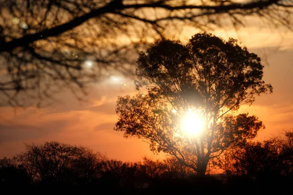 Piękny Zachód Słońca Drzewa Sylwetką Drzewa — Zdjęcie stockowe