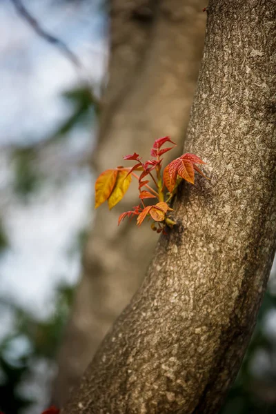 Ağaçtaki Güzel Portakal Yapraklarının Yakın Görüntüsü — Stok fotoğraf