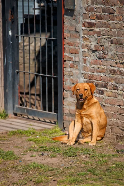 通りのレンガの壁の近くに座っているかわいい犬 — ストック写真
