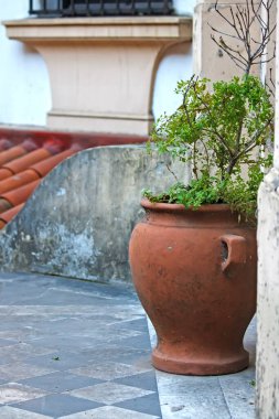 Potted plants in Buenos Aires