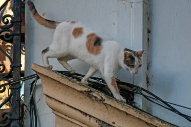 Dışarıdaki sevimli kedi portresi, gündüz vakti.  