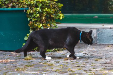 Dışarıdaki sevimli kedi portresi, gündüz vakti.  