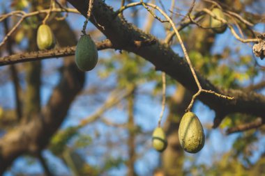 Meyveleri salkım salkım dizili muz ağaçları,