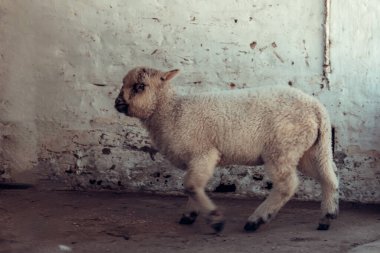 Kirli bir odada yürüyen bir koyun. 