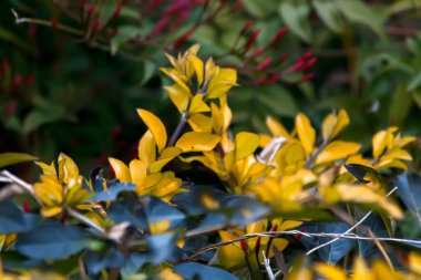 Bulanık arkaplanda saksı çiçeklerinin kapatılması 