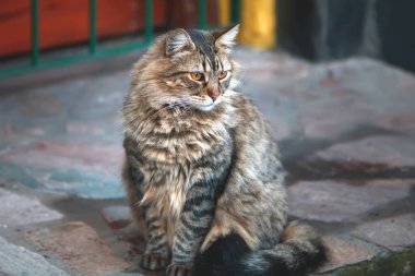 Dışarıdaki sevimli kedi portresi, gündüz vakti.  
