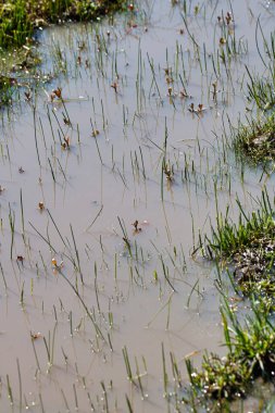 Su birikintisinde çimenler ve çiçekler