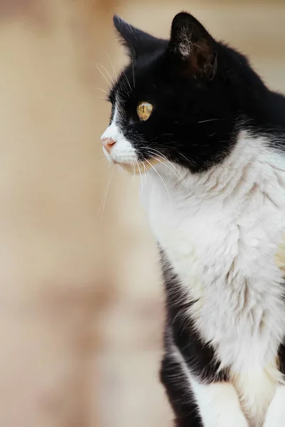 Porträt Der Süßen Katze Freien Tagsüber — Stockfoto
