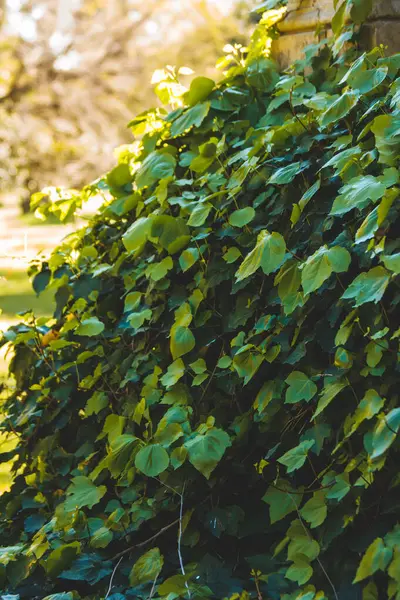 Nahaufnahme Von Grünen Blättern Auf Verschwommenem Hintergrund — Stockfoto