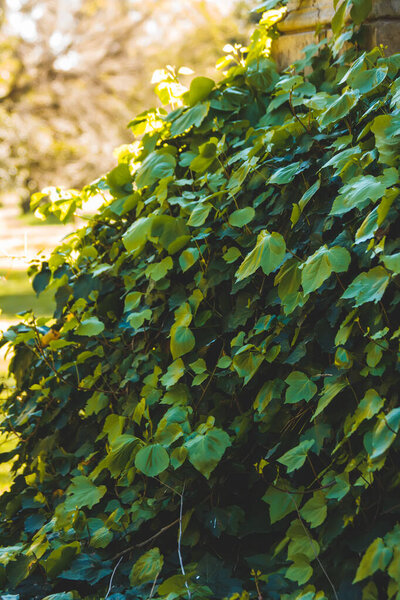 Closeup of green leaves on blurred background 