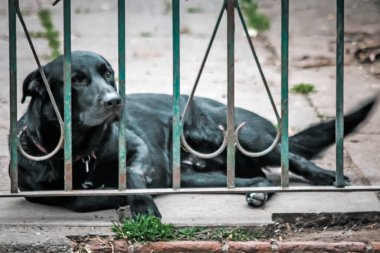 Gündüz vakti Buenos Aires 'te şirin bir köpeğin fotoğrafı. 