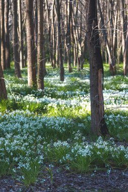Ormanda beyaz çiçekler 