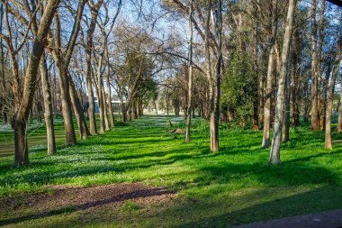 Buenos Aires 'teki şehir parkında yeşil çimenler. 