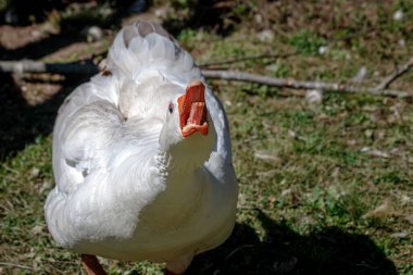 Kırmızı gagalı beyaz kaz çimlerin üzerinde duruyor.