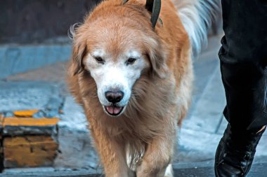 Gündüz vakti Buenos Aires 'te şirin bir köpeğin fotoğrafı. 