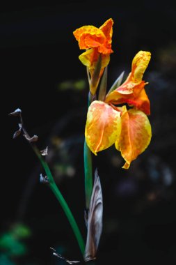 bulanık zemin üzerine sarı çiçek 