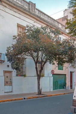 Ağacı ve binası olan bir sokak.