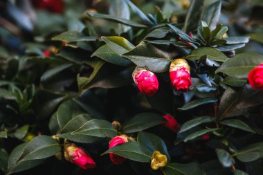 Bahçede pembe çiçekler, gündüz manzarası 