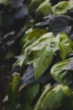 Bulanık arkaplanda saksı çiçeklerinin kapatılması 
