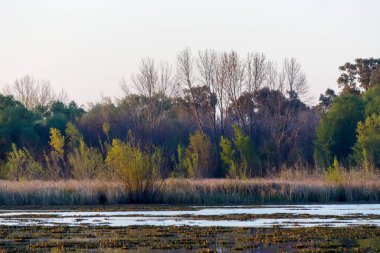 Kışın çayırda bitkiler ve ağaçlar 